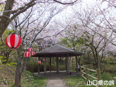 青海島さくらの里