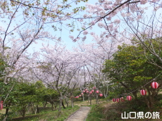 青海島さくらの里