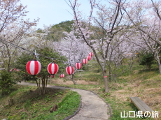 青海島さくらの里
