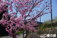 香月ロードの陽光桜