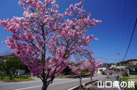 香月ロードの陽光桜