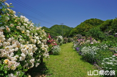 里山ローズ