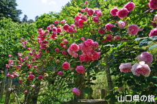 里山ローズ