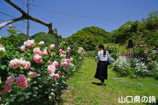 里山ローズ