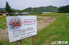 やまぐちオリジナルユリ