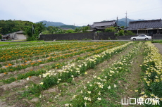 やまぐちオリジナルユリ
