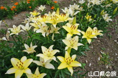 やまぐちオリジナルユリ