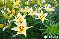 やまぐちオリジナルユリ