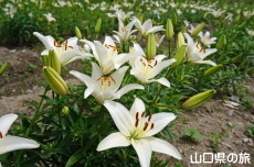 やまぐちオリジナルユリ