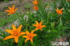 やまぐちオリジナルユリ