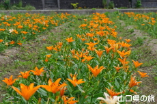 やまぐちオリジナルユリ