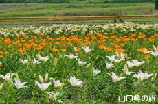 やまぐちオリジナルユリ