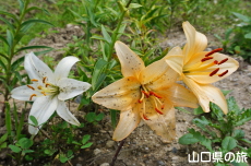 やまぐちオリジナルユリ