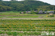 やまぐちオリジナルユリプチシリーズ