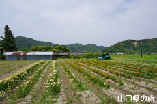 やまぐちオリジナルユリプチシリーズ