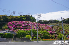 渋谷造園のつつじ