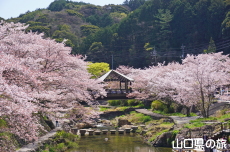 長門湯本温泉街の桜
