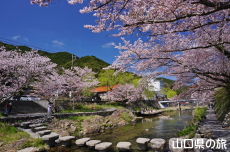湯本温泉街の桜
