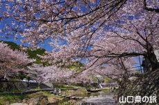 長門湯本温泉街の桜