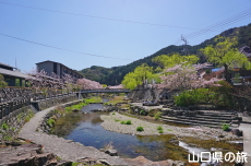 長門湯本温泉街の桜