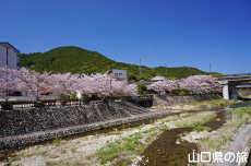 長門湯本温泉街の桜