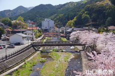 長門湯本温泉の桜