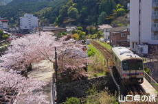 長門湯本温泉街の桜