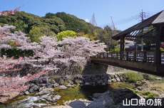 長門湯本温泉街の桜