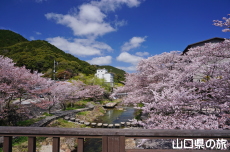 長門湯本温泉街の桜
