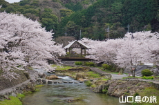長門湯本温泉街の桜