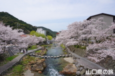 長門湯本温泉街の桜