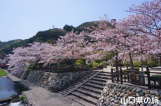 長門湯本温泉街の桜