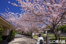 長門湯本温泉街の桜