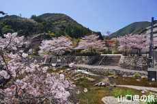 長門湯本温泉街の桜