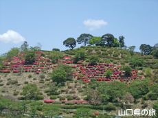 熊野山公園のつつじ