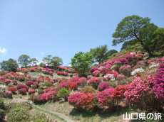 熊野山公園のつつじ