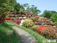 熊野山公園のつつじ