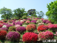 熊野山公園のつつじ