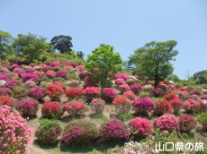 熊野山公園のつつじ