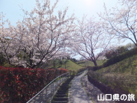 みすゞ公園の桜