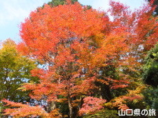 大歳神社の紅葉