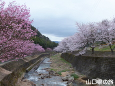 ���̉Ԃ̃g���l��