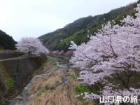 桜の花のトンネル