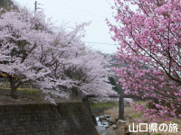 桜の花のトンネル