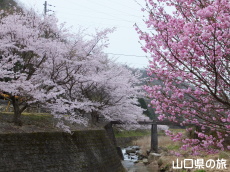 ���̉Ԃ̃g���l��