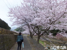 ���̉Ԃ̃g���l��