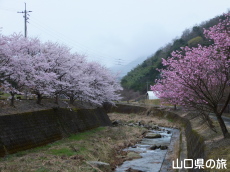 ���̉Ԃ̃g���l��