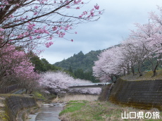 ���̉Ԃ̃g���l��