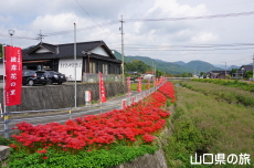 彼岸花の里