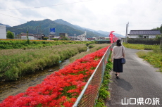 彼岸花の里